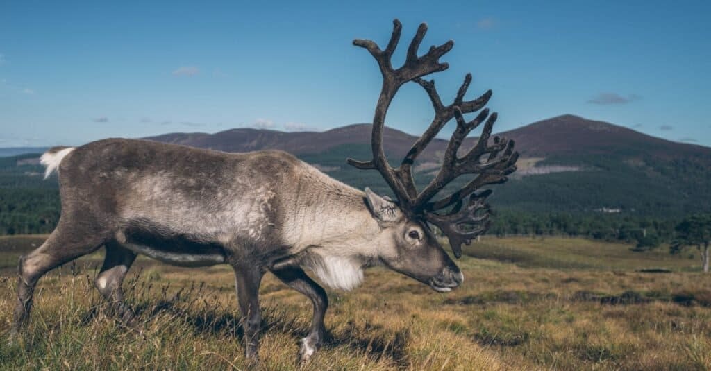 Caribou Migration