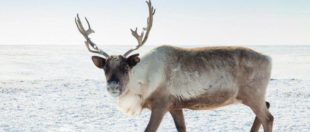 Do Reindeer Really Live at the North Pole?