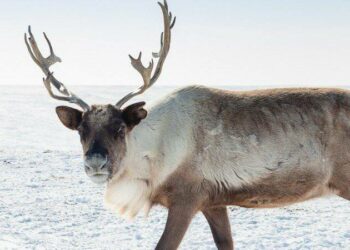 Do Reindeer Really Live at the North Pole?
