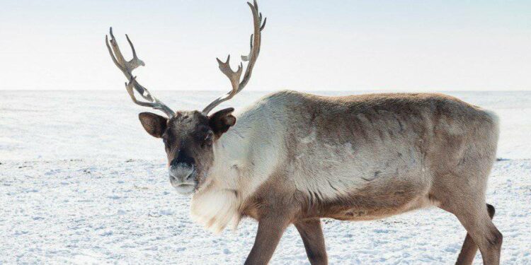 Do Reindeer Really Live at the North Pole?