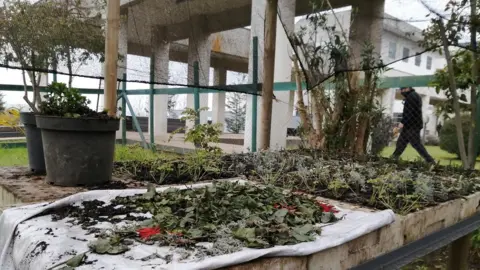 View of medicinal plants grown at the Intercultural Hospital in the city of Nueva Imperial