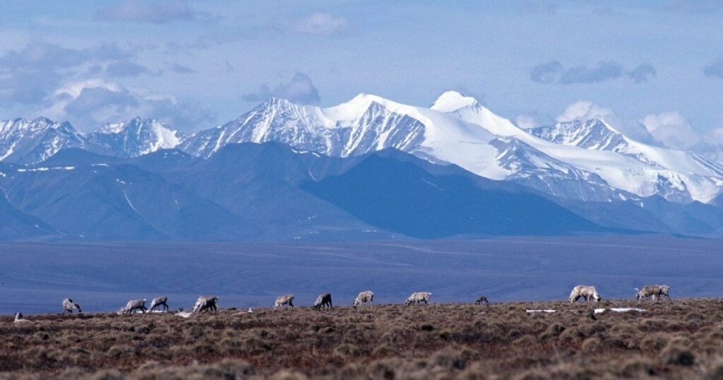 Arctic Refuge Is One of Earth’s Last Truly Wild Places. Trump Calls it America’s “Biggest Oil Farm.” – Mother Jones