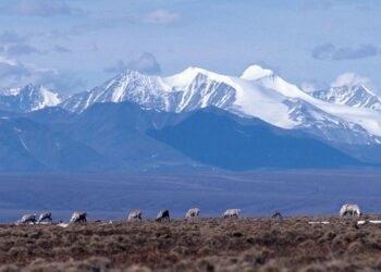 Arctic Refuge Is One of Earth’s Last Truly Wild Places. Trump Calls it America’s “Biggest Oil Farm.” – Mother Jones