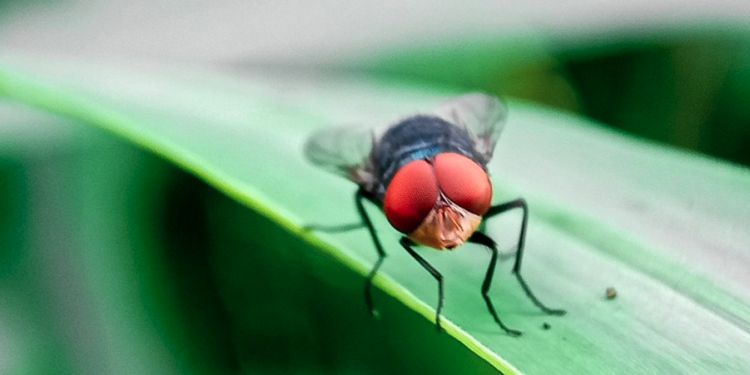 Mexico notifies US of new world screwworm detection