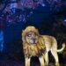 Cincinnati's PNC Festival of Lights named best zoo lights in America