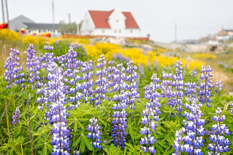 Close up of cluster of blue and white lupine flowers.