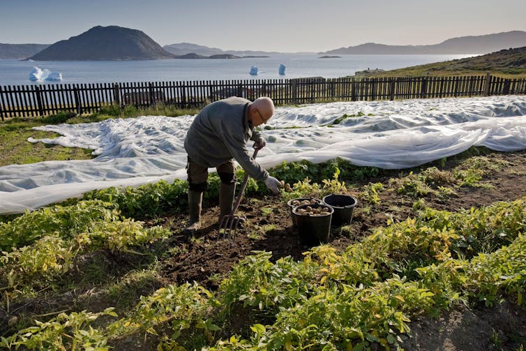 Harvesting potatos with icebergs in background