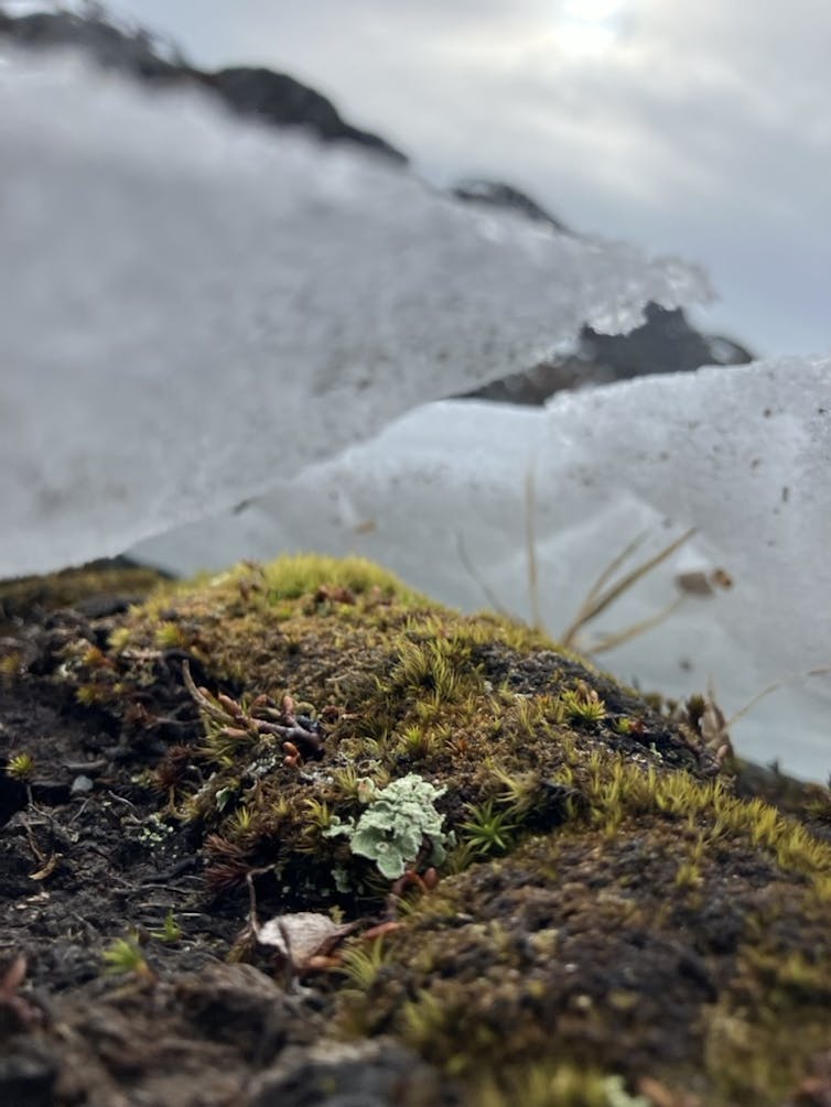 Plant life under the ice.