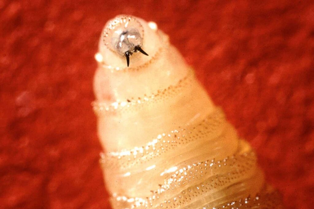 Screwworm: Why is this flesh-eating parasite making a comeback?