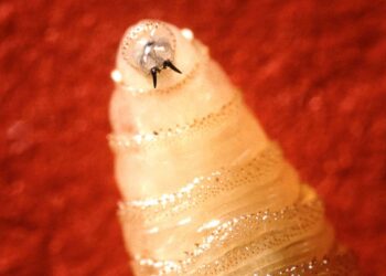 Screwworm: Why is this flesh-eating parasite making a comeback?