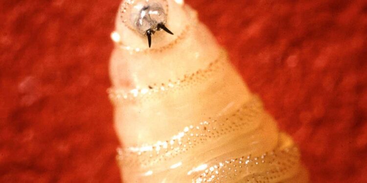 Screwworm: Why is this flesh-eating parasite making a comeback?