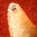Screwworm: Why is this flesh-eating parasite making a comeback?