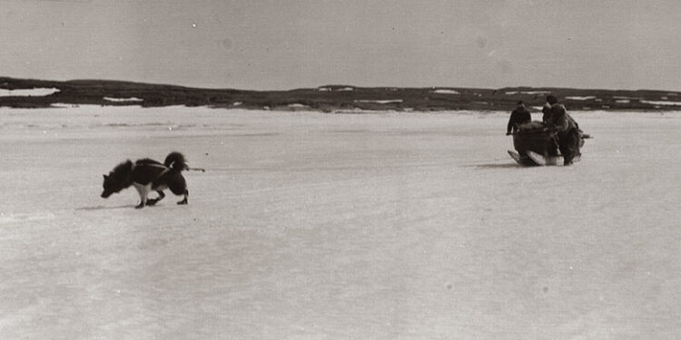 Native America Calling: Canada recognizes and apologizes for killing Inuit sled dogs