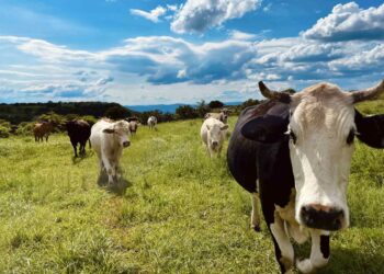 The USDA Suspended Cattle Trade With Mexico Due to a 'Flesh-Eating' Parasite