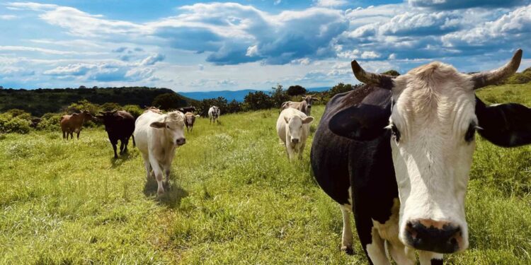 The USDA Suspended Cattle Trade With Mexico Due to a 'Flesh-Eating' Parasite