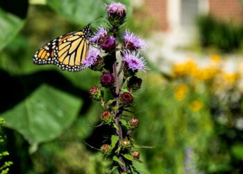 US wildlife officials move to add iconic monarch butterfly to threatened species list | News