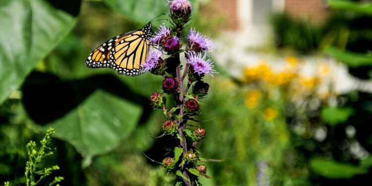 US wildlife officials move to add iconic monarch butterfly to threatened species list | News