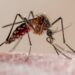 Mystery deepens as victims of 'Disease X' test positive for malaria - WHO warns multiple pathogens could be to blame