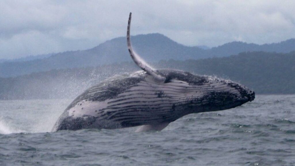 Whale makes epic migration, astonishing scientists