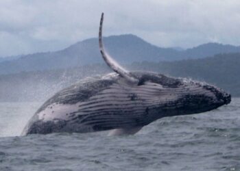 Whale makes epic migration, astonishing scientists