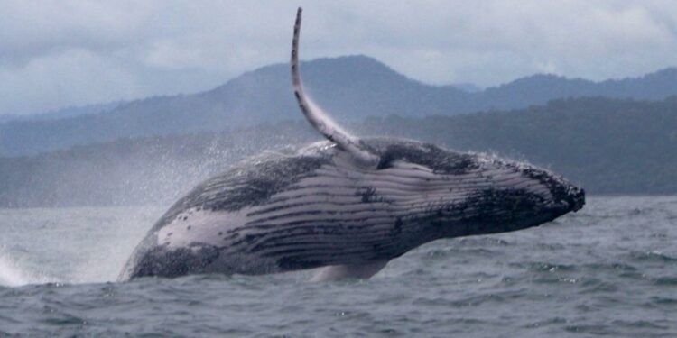 Whale makes epic migration, astonishing scientists