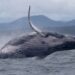 Whale makes epic migration, astonishing scientists
