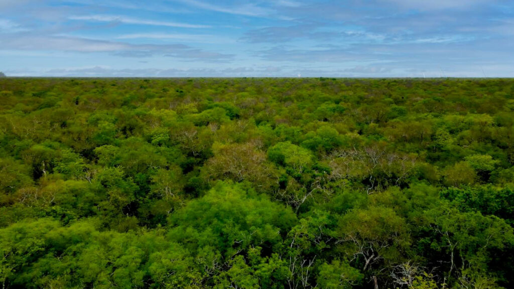 Latin America’s Gran Chaco Forest • The Revelator