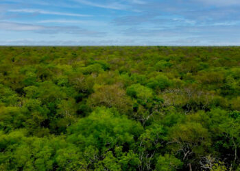 Latin America’s Gran Chaco Forest • The Revelator