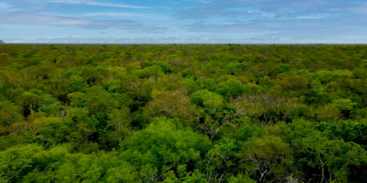 Latin America’s Gran Chaco Forest • The Revelator