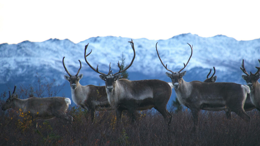 An Enormous, Wild Victory for Alaska · National Parks Conservation Association