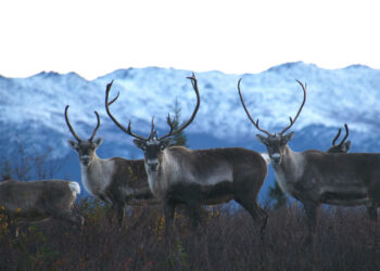 An Enormous, Wild Victory for Alaska · National Parks Conservation Association