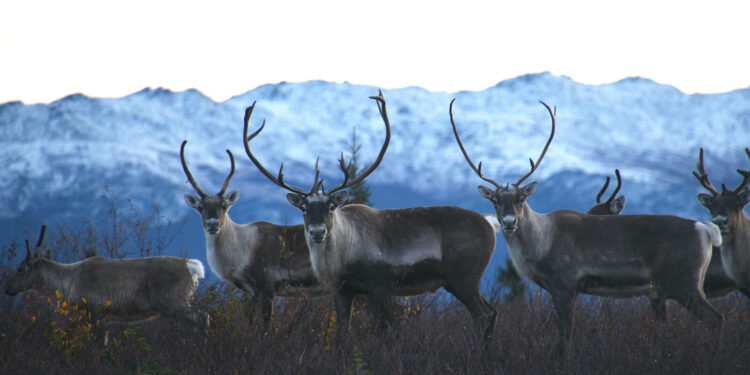 An Enormous, Wild Victory for Alaska · National Parks Conservation Association