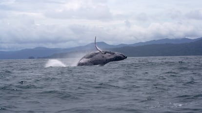 Ballenas jorobadas