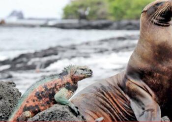 Ecuador’s debt for nature swap: Innovative bond restructuring – lessons for Sri Lanka