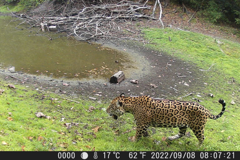 El jaguar es considerado una especie paraguas, porque se encuentra en la cima de la cadena alimenticia. Foto: Fundación Natura.