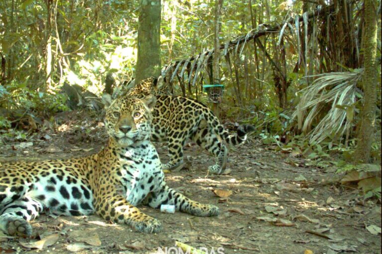 Imagen de cámara trampa de una madre con su cachorro de aproximadamente seis meses, en el río Tuichi, dentro del Parque Nacional Madidi. Foto: G.Ayala - M. Viscarra / Trampas Cámara / WCS-Bolivia.