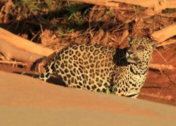Jaguar tracks still stained with blood in Bolivia