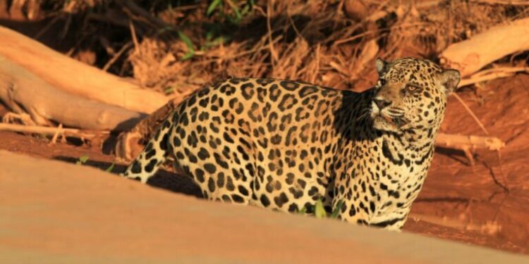 Jaguar tracks still stained with blood in Bolivia
