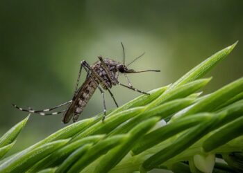Russian technology strengthens Latin America’s battle against mosquito-borne diseases - Healthcare News