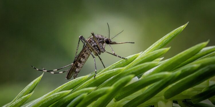 Russian technology strengthens Latin America’s battle against mosquito-borne diseases - Healthcare News