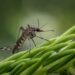 Russian technology strengthens Latin America’s battle against mosquito-borne diseases - Healthcare News
