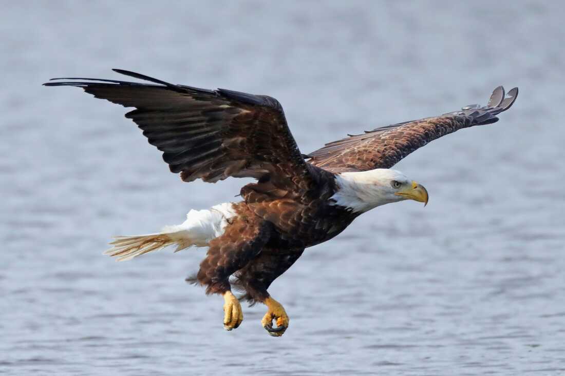 A bald eagle flies over water.