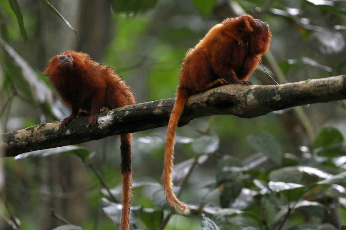 Golden Lion Tamarins are seen in the Atlantic Forest region of Silva Jardim in Rio de Janeiro state, Brazil, December 2, 2021.