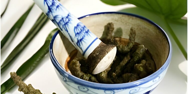 Government Aims to Position Ayurveda as a Global Healthcare Solution