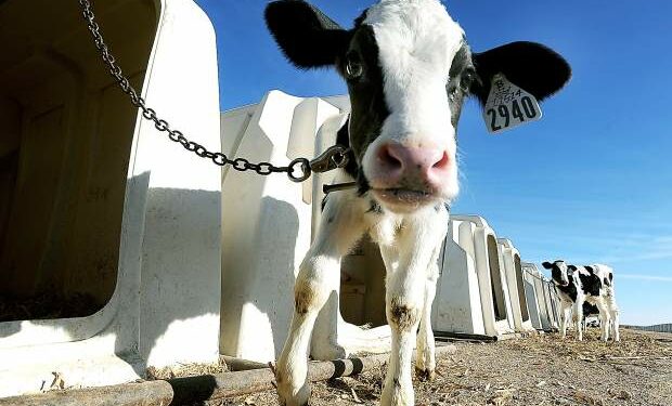 Mexico has become America’s most reliable customer for US dairy exports
