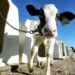 Mexico has become America’s most reliable customer for US dairy exports