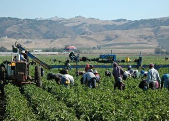 California farmworkers mass deportation Trump economic impact