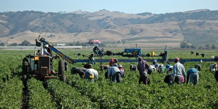 California farmworkers mass deportation Trump economic impact