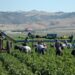 California farmworkers mass deportation Trump economic impact