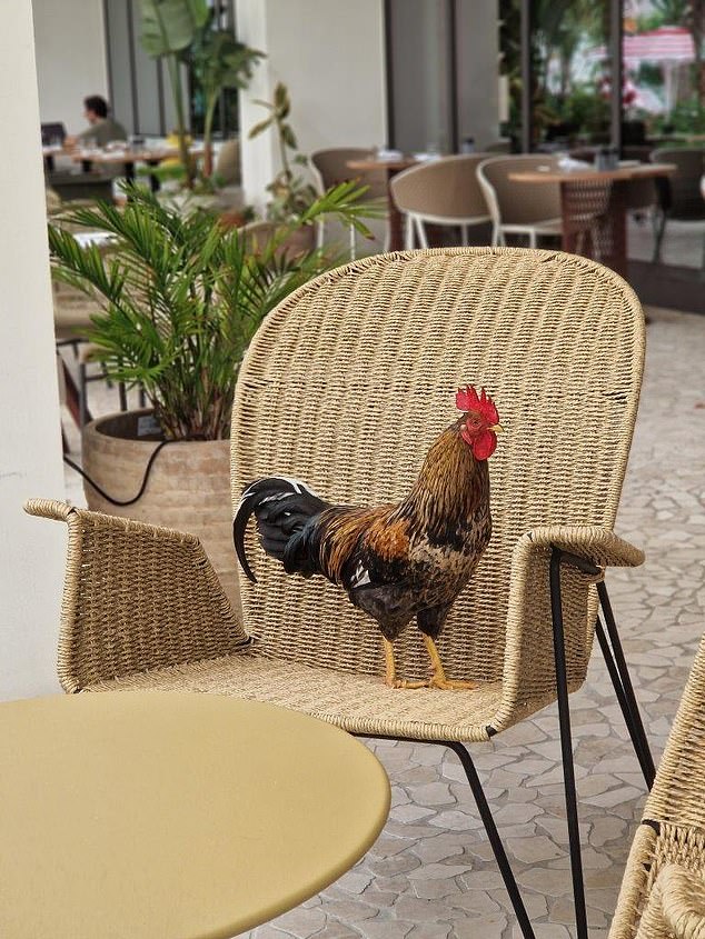 Cayman chickens: There were chickens everywhere, including my breakfast guest, pictured - upon arrival, some were in the airport attempting to get on the luggage carousel